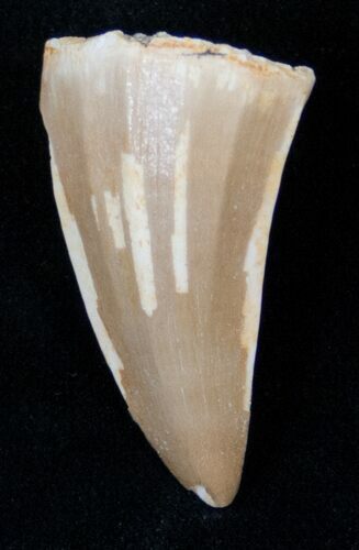 Fossil Mosasaurus Tooth #17024